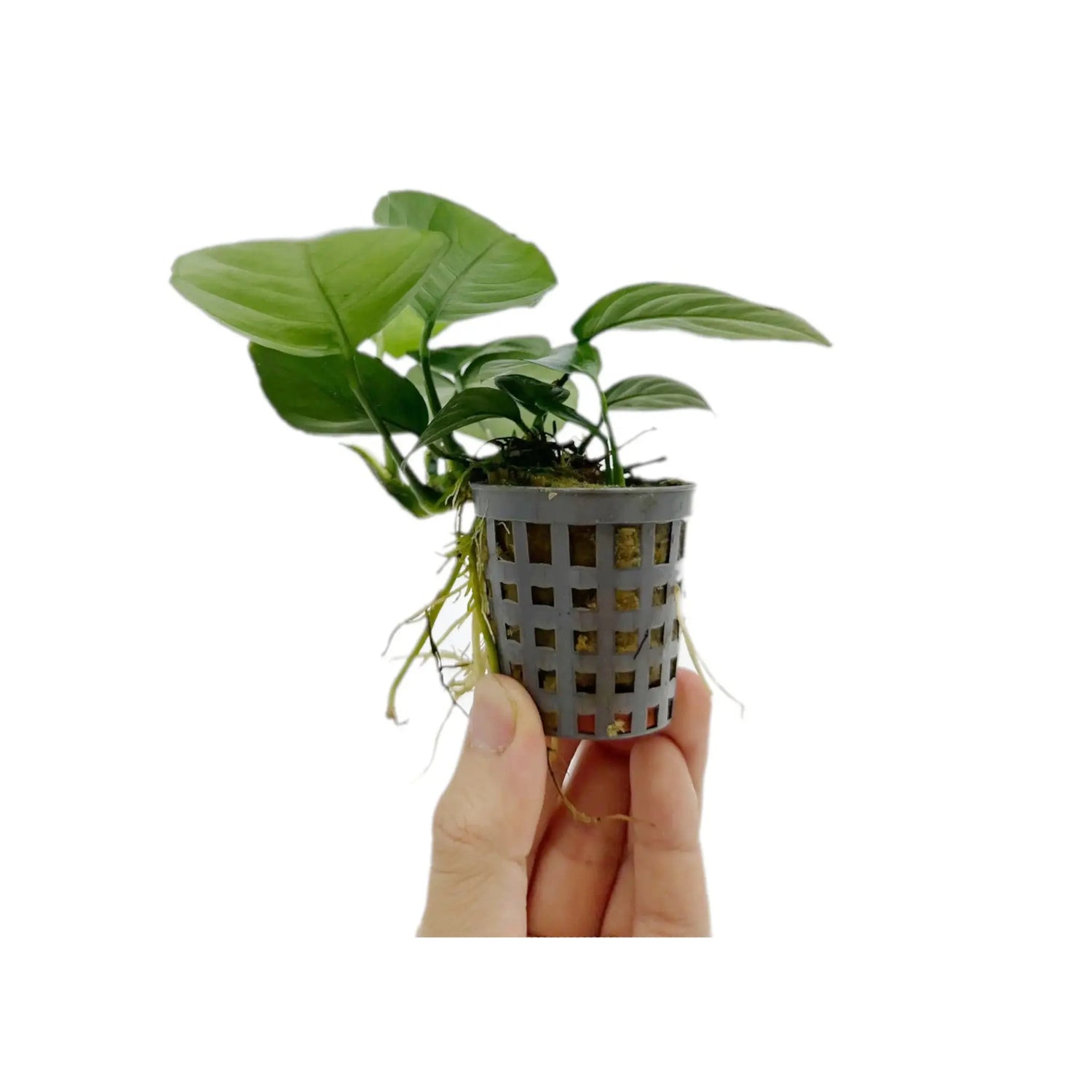 Anubias barteri var nana Aquafleur