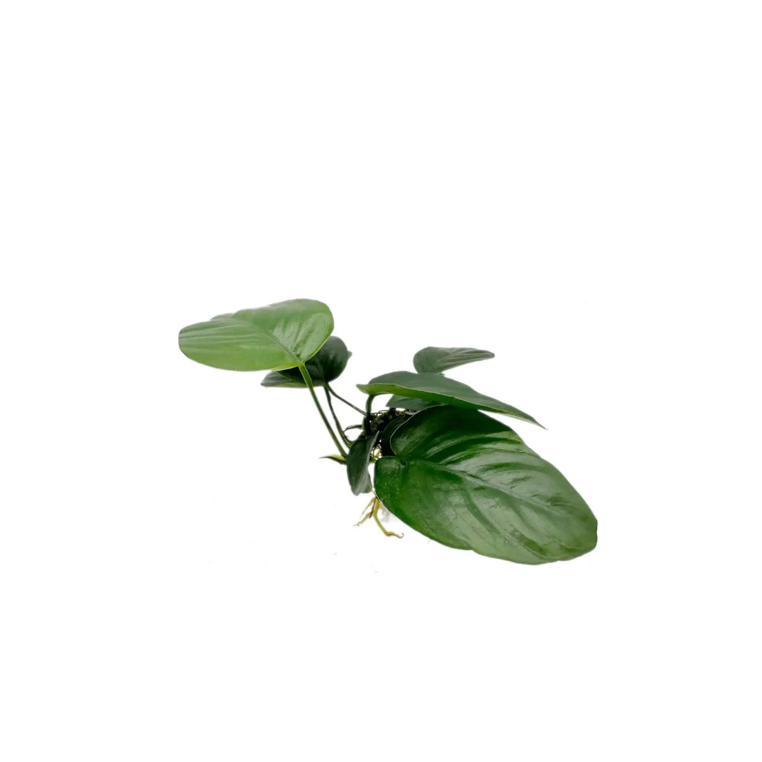 Anubias barteri var nana Aquafleur