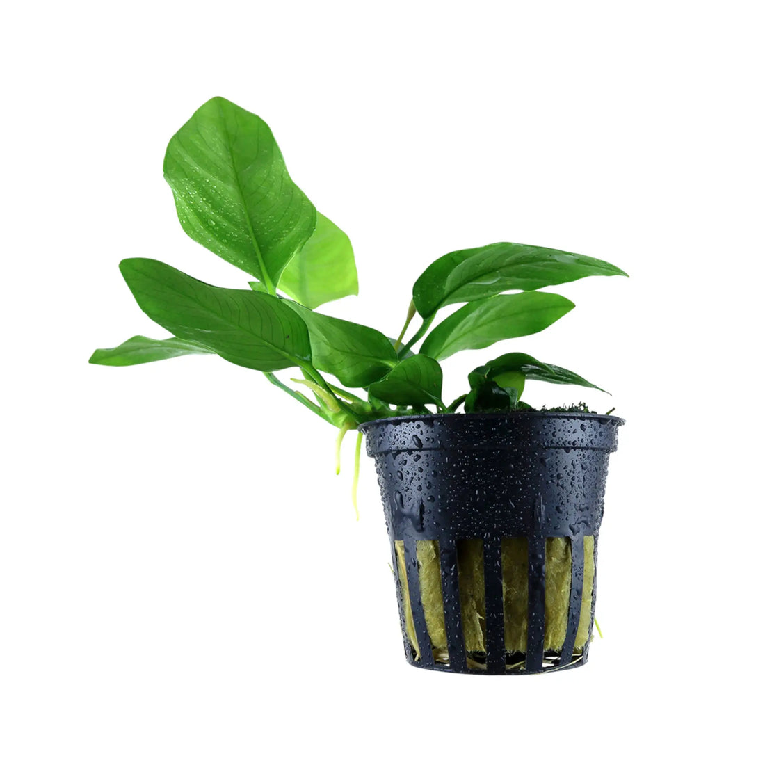 Anubias barteri var nana Aquafleur