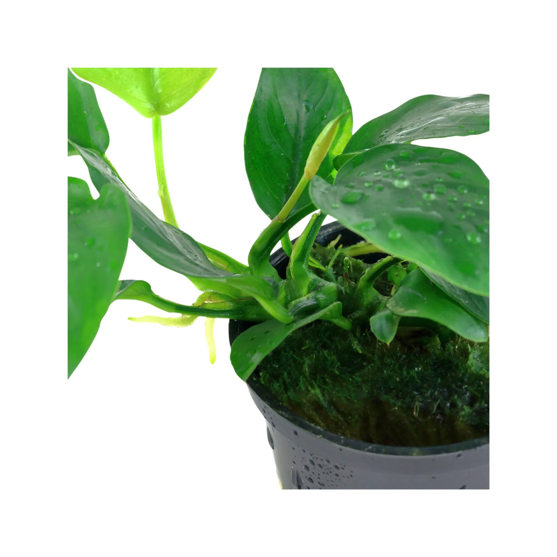 Anubias barteri var nana Aquafleur