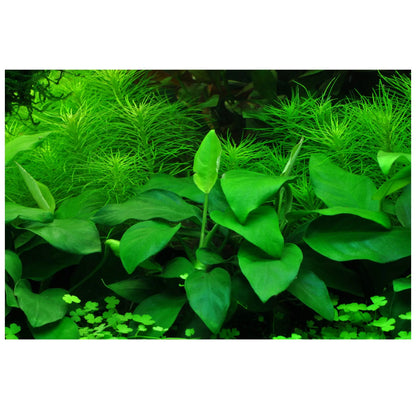 Anubias barteri var nana Large Aquafleur