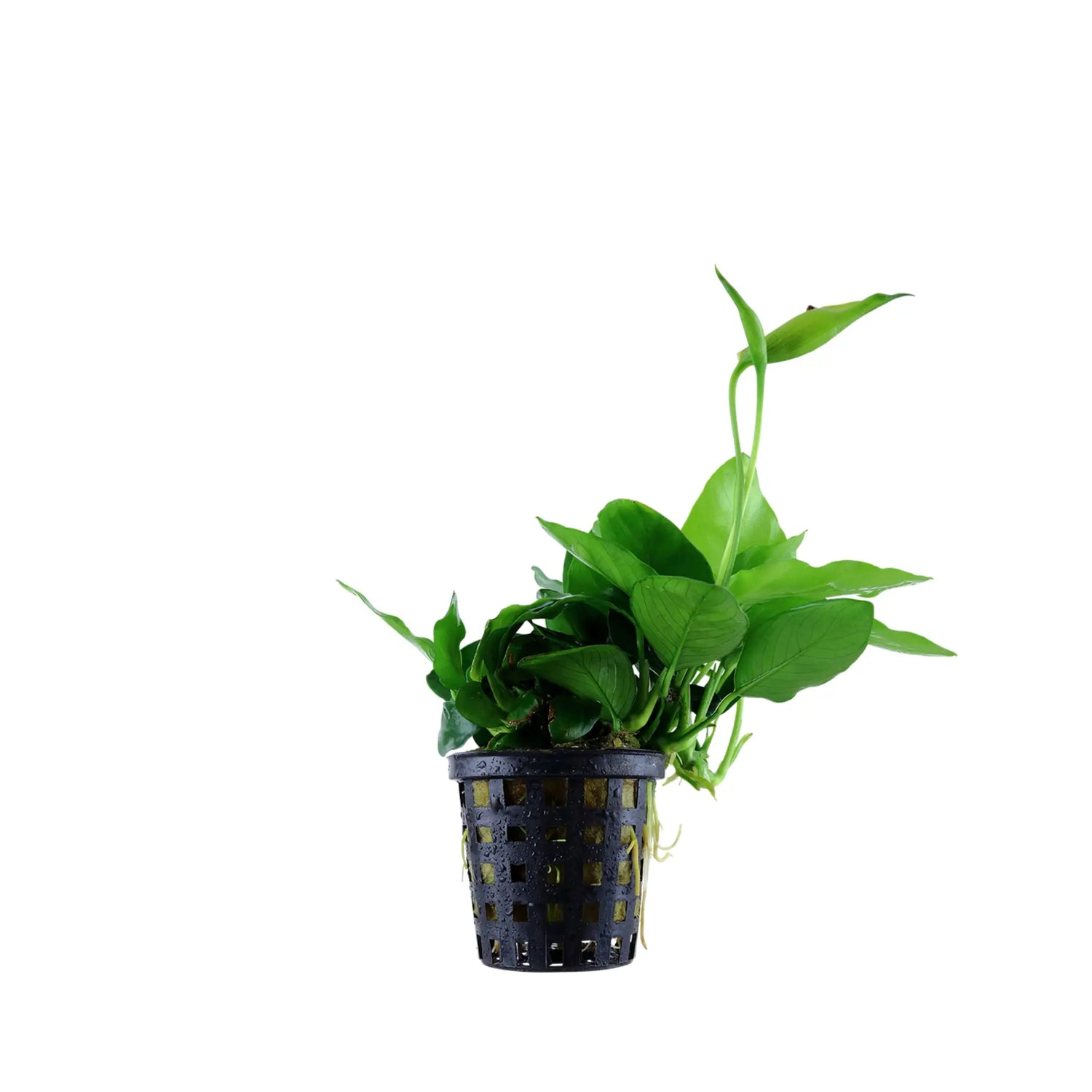 Anubias barteri var nana Large Aquafleur