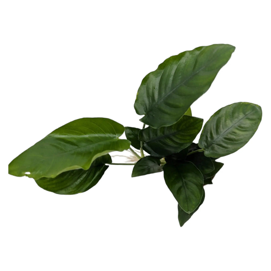 Anubias barteri var nana Large Tropica