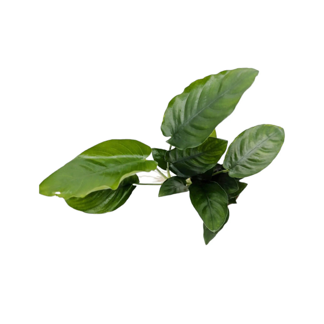 Anubias barteri var nana Large Tropica