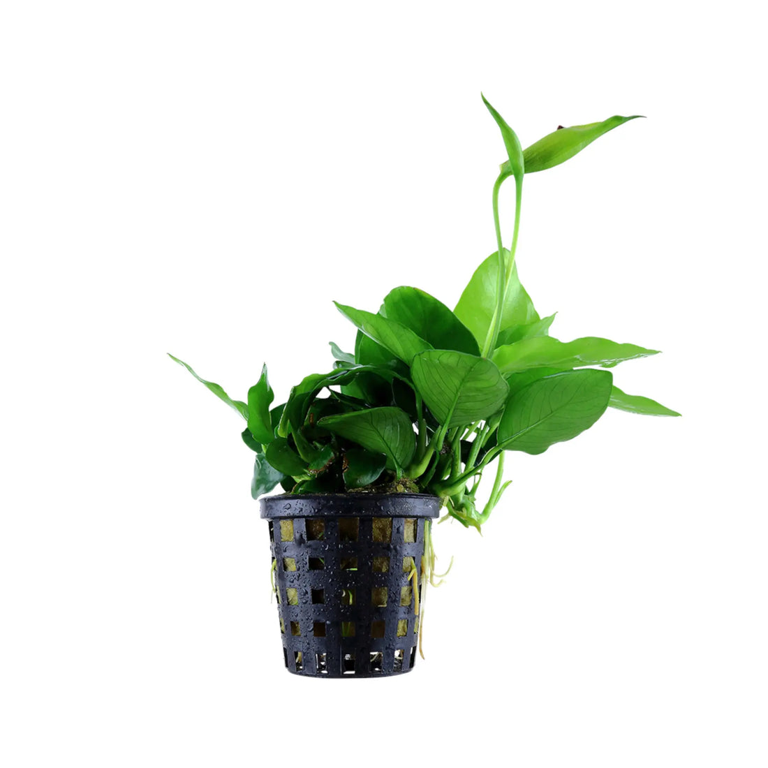 Anubias barteri var nana Large Tropica