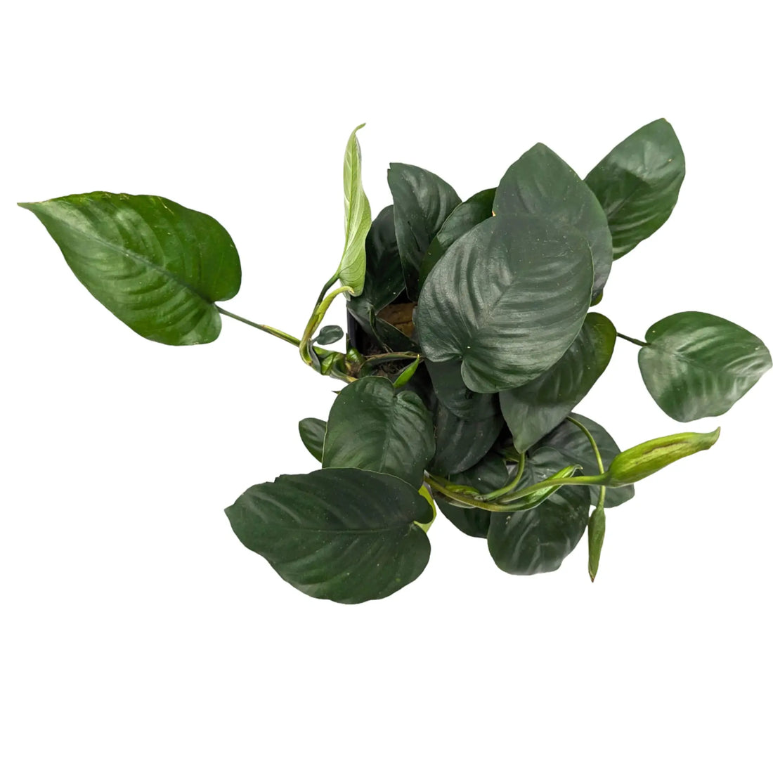 Anubias barteri var nana XL Pot Aquafleur