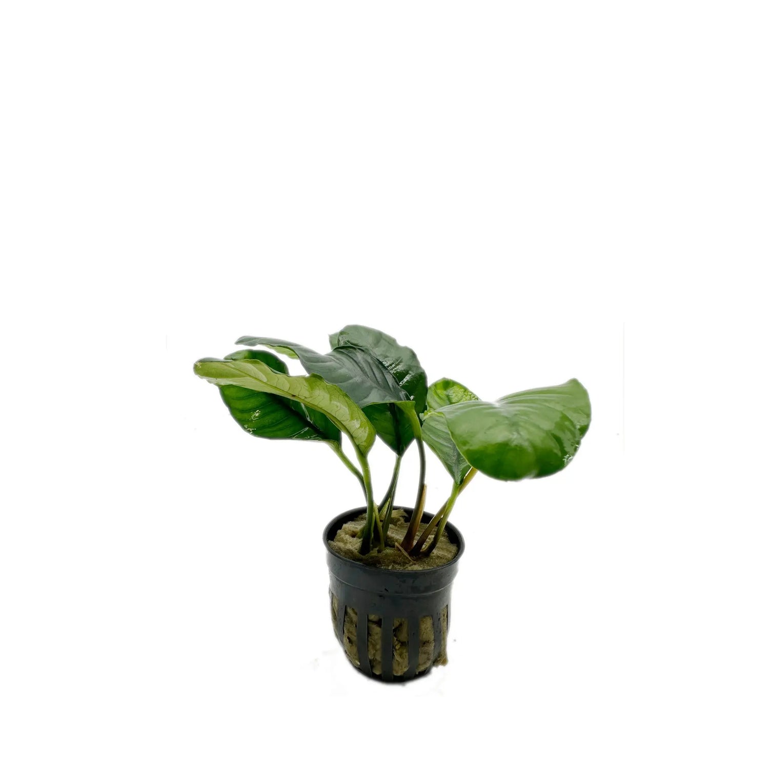 Anubias barteri var. Coffeifolia Tropica