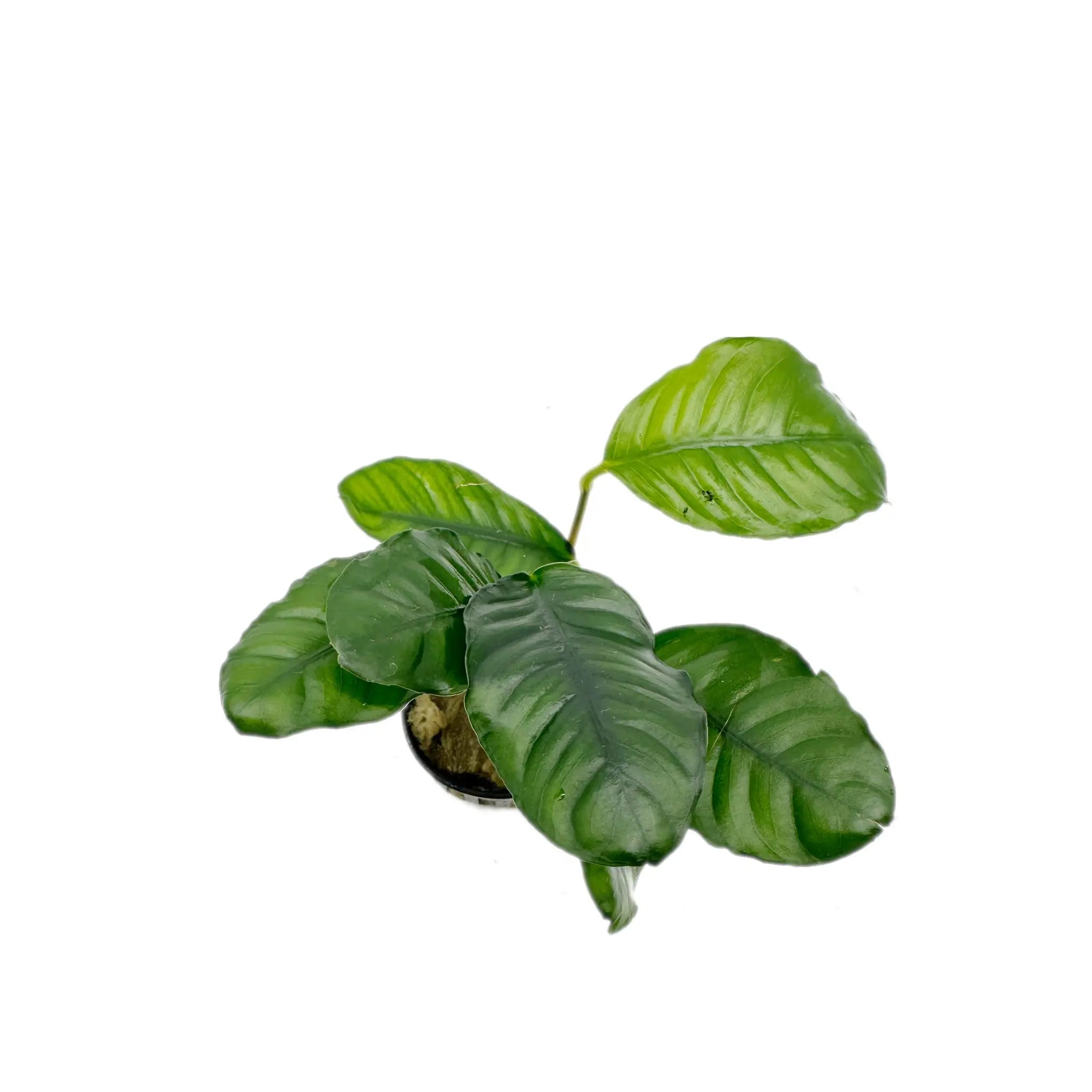 Anubias barteri var. Coffeifolia Tropica