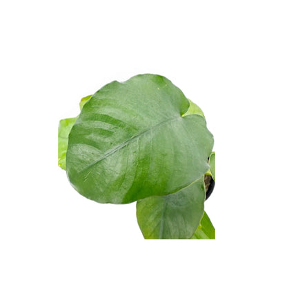 Anubias barteri var. barteri Tropica