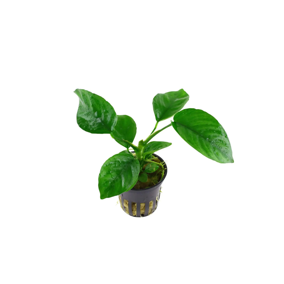 Anubias barteri var. caladiifolia Tropica