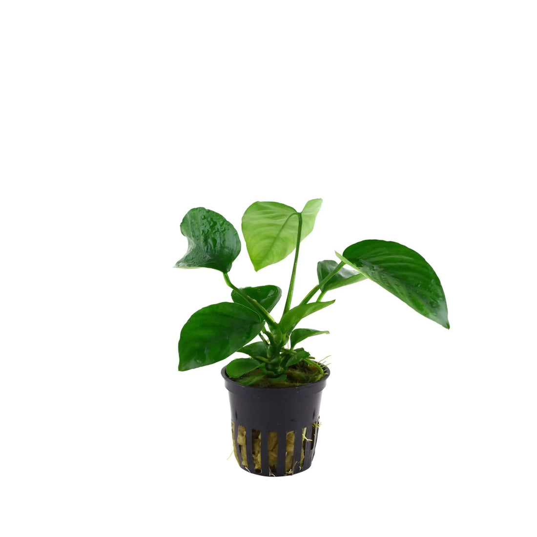 Anubias barteri var. caladiifolia Tropica