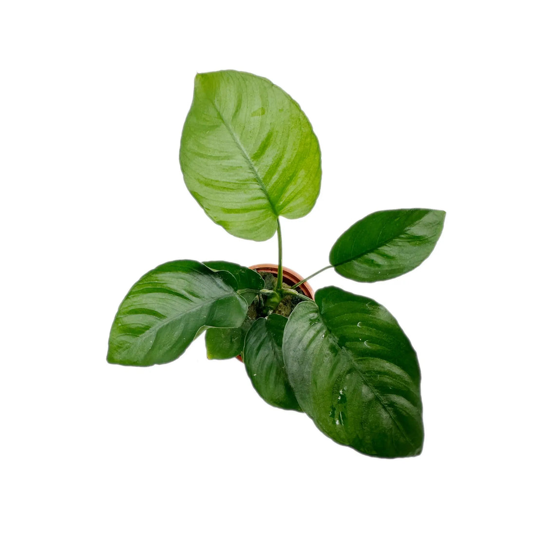 Anubias barteri var. caladiifolia Tropica