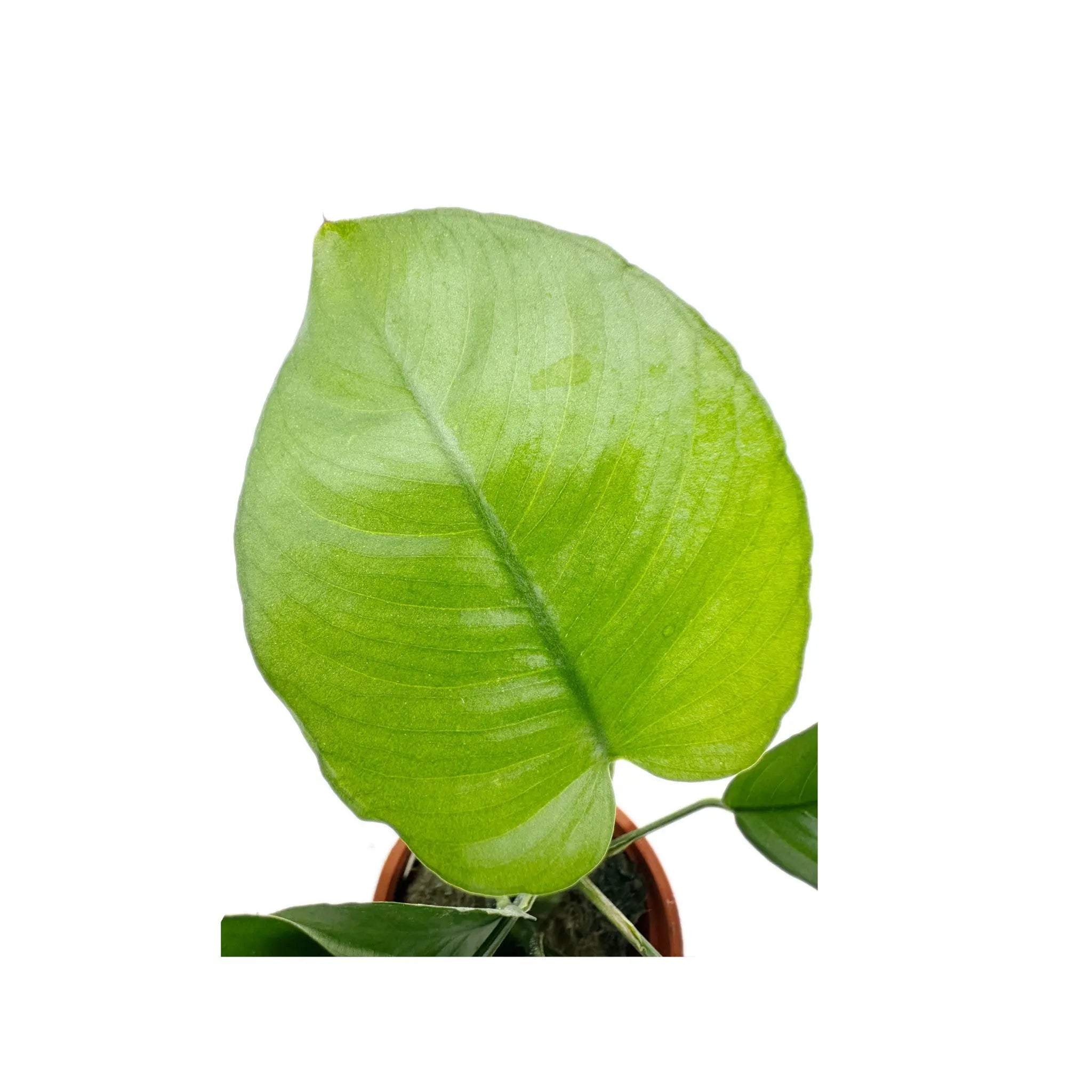 Anubias barteri var. caladiifolia Tropica