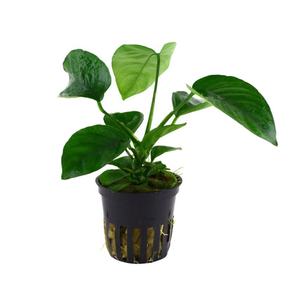 Anubias barteri var. caladiifolia Tropica