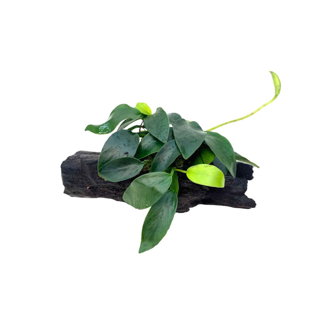 Anubias bonsai and moss on Driftwood - Mini Aqua Essentials