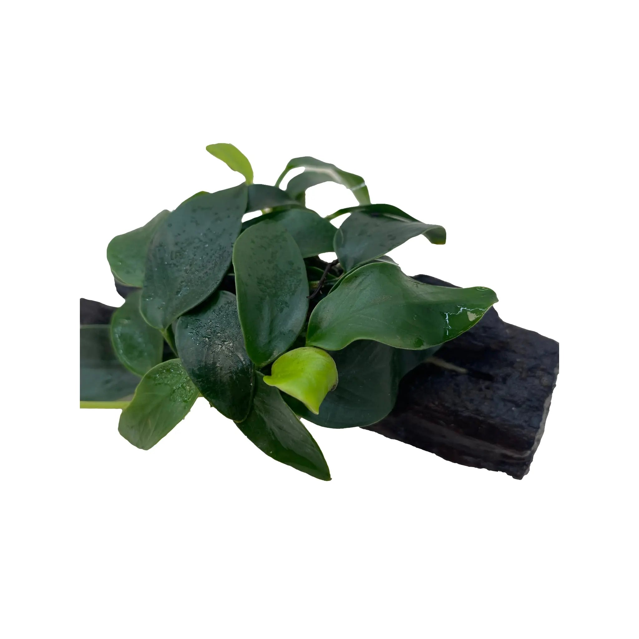 Anubias bonsai and moss on Driftwood - Mini Aqua Essentials