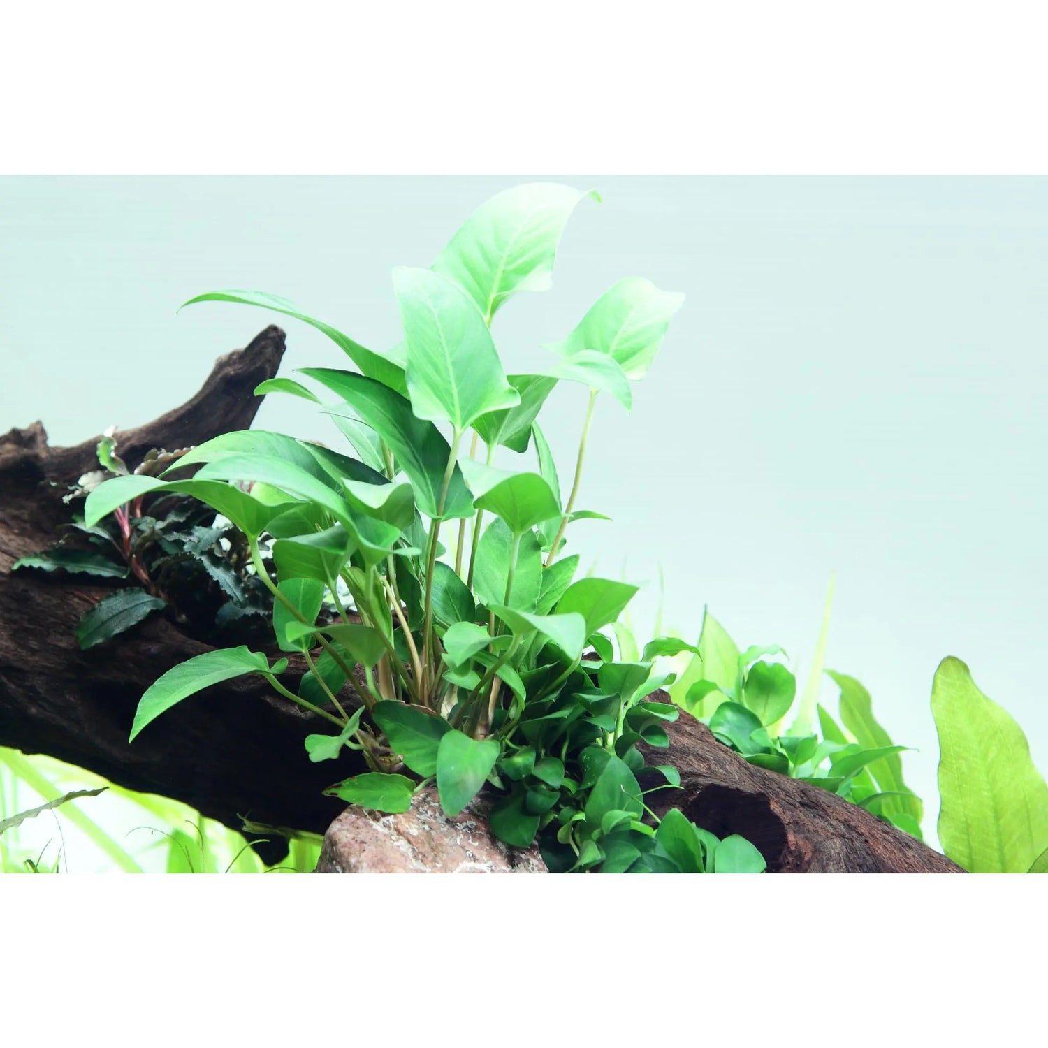 Anubias gracilis - Aqua Essentials