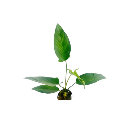 Anubias hastifolia Aquafleur