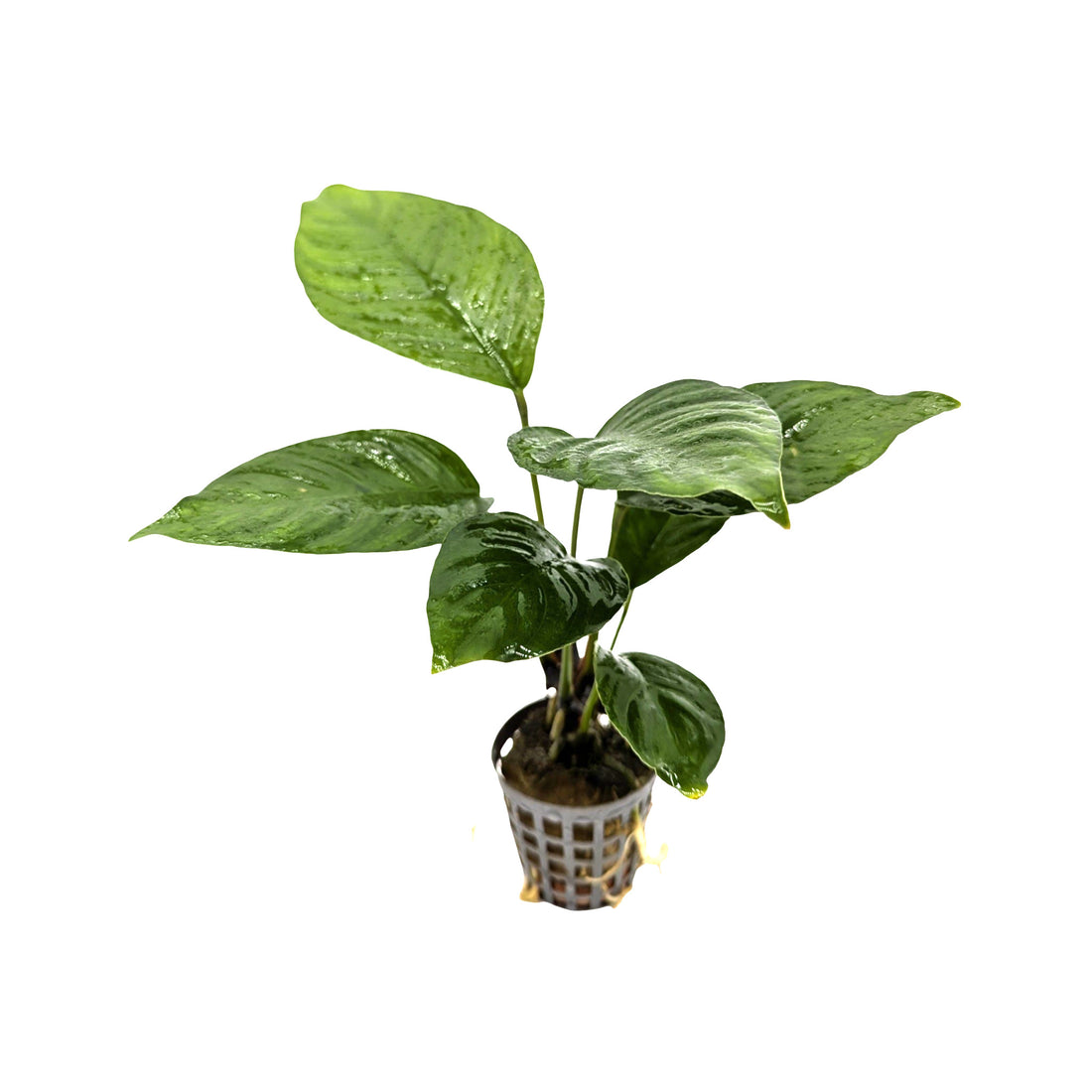 Anubias heterophylla