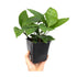 Anubias heterophylla XL Pot Aqua Essentials