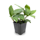Anubias heterophylla XL Pot Aqua Essentials