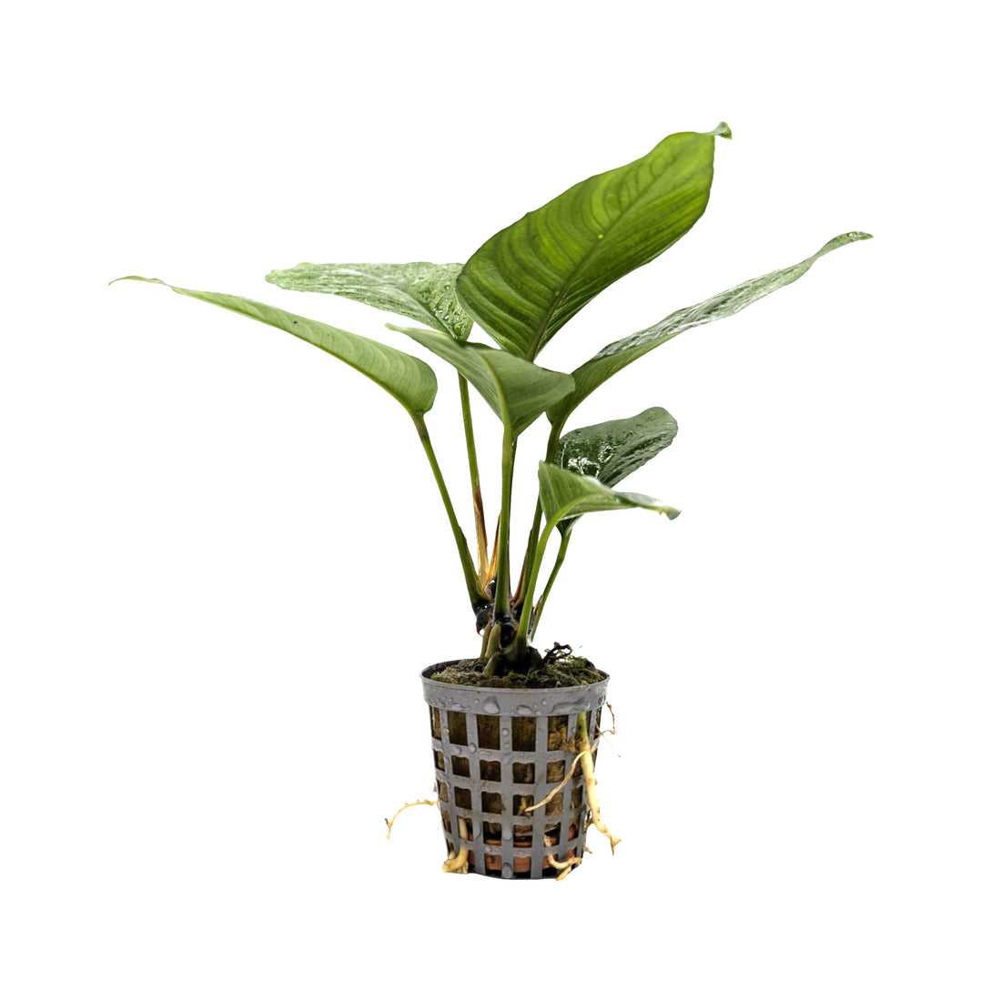 Anubias heterophylla