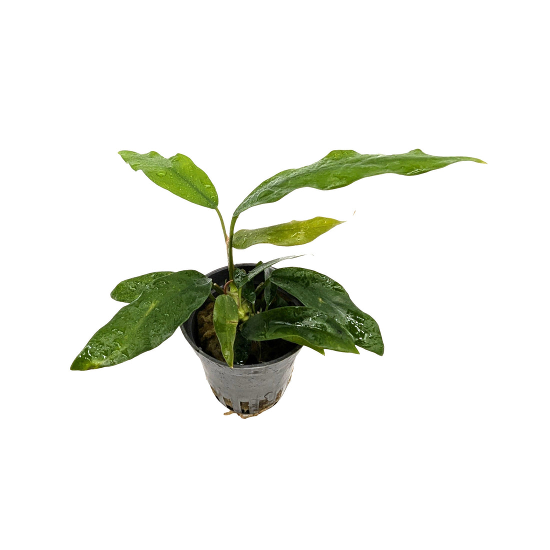 Anubias minima