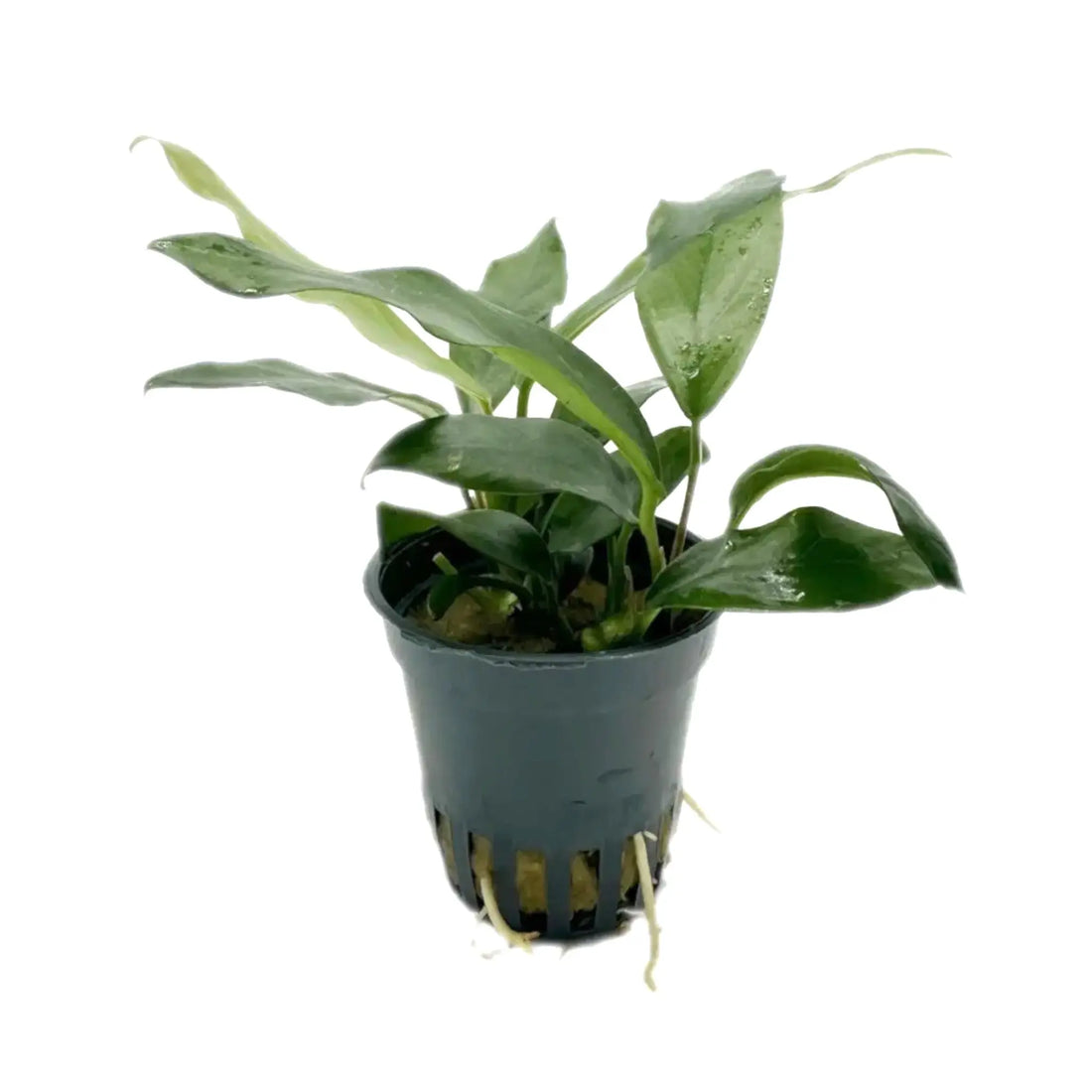 Anubias minima Aqua Essentials