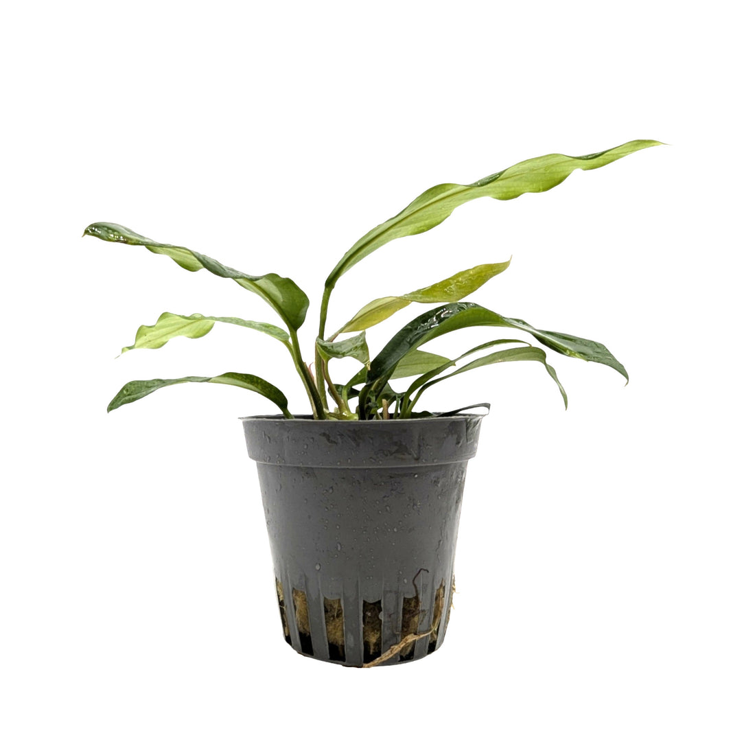 Anubias minima