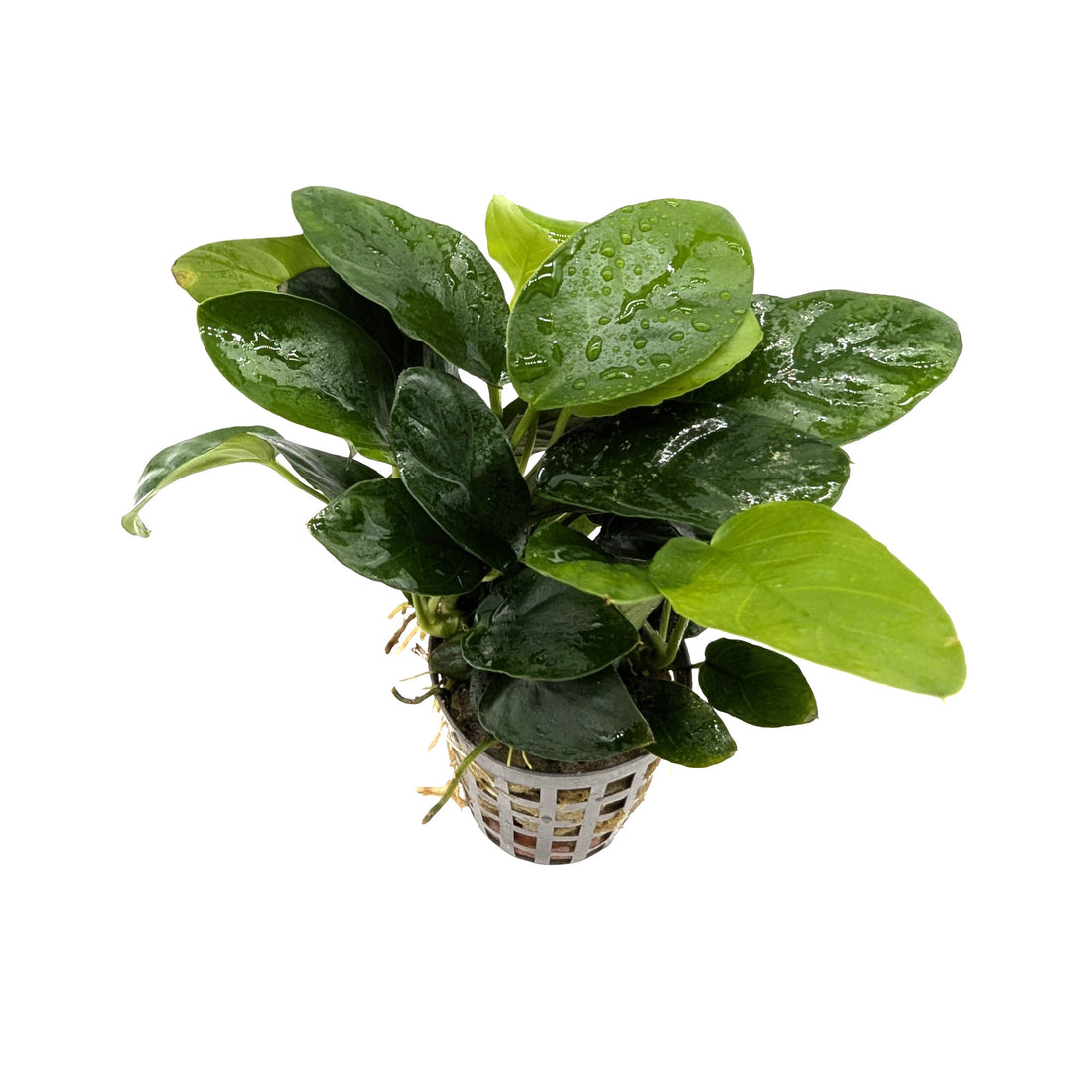 Anubias Nana