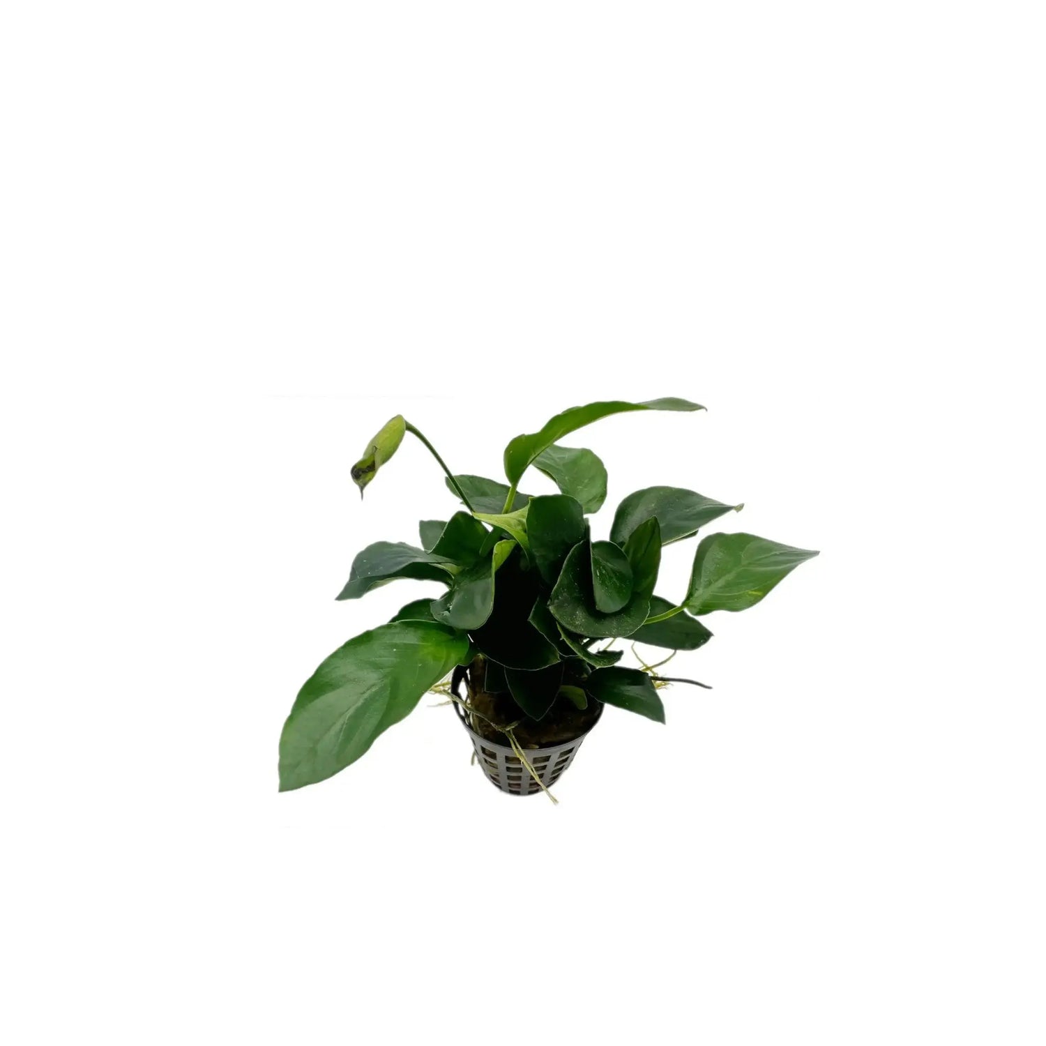 Anubias nana Aquafleur