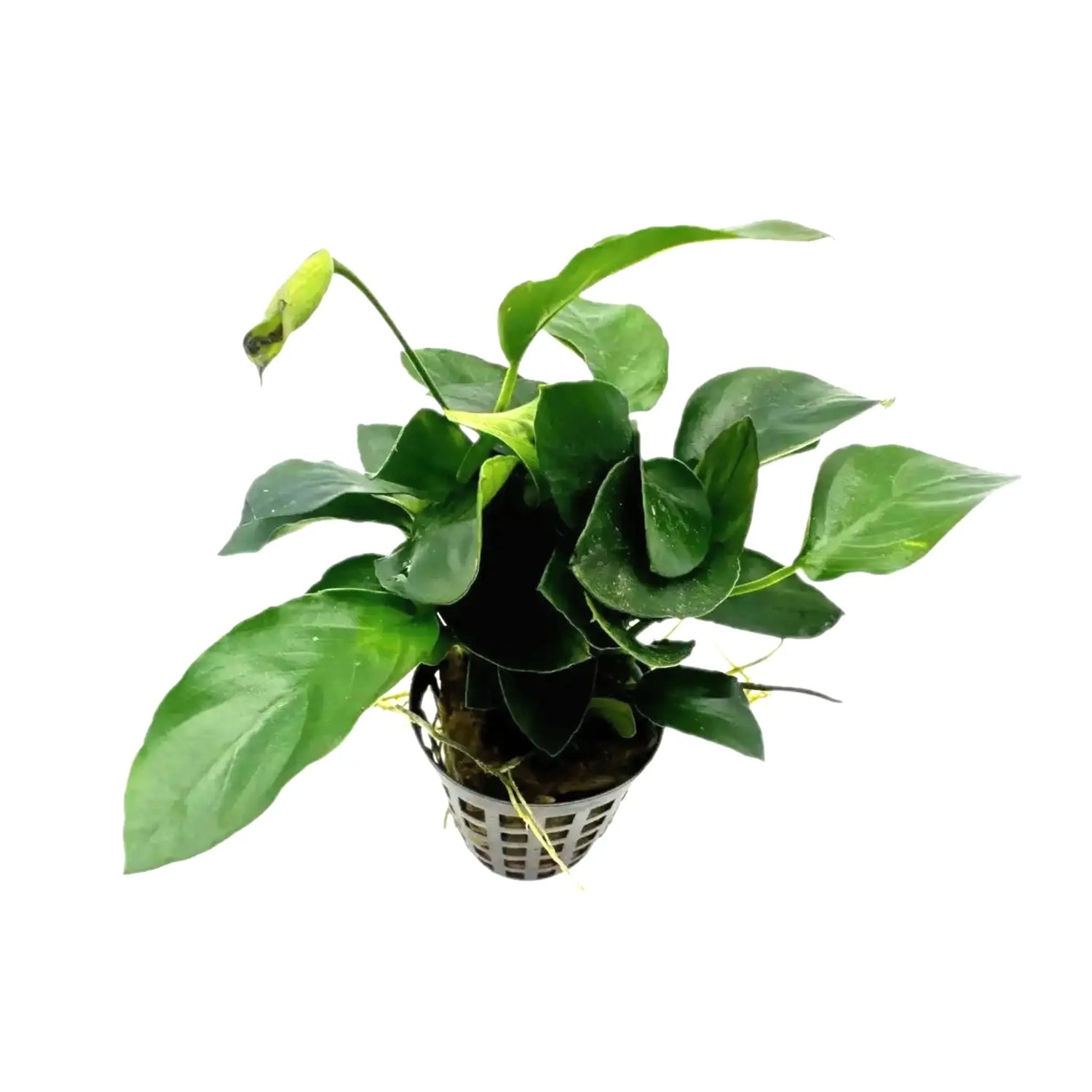 Anubias nana Aquafleur