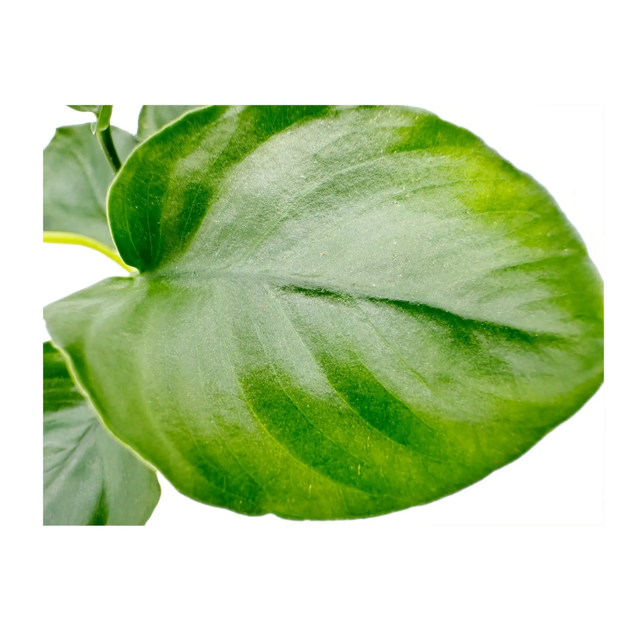 Anubias nana Coin Aquafleur