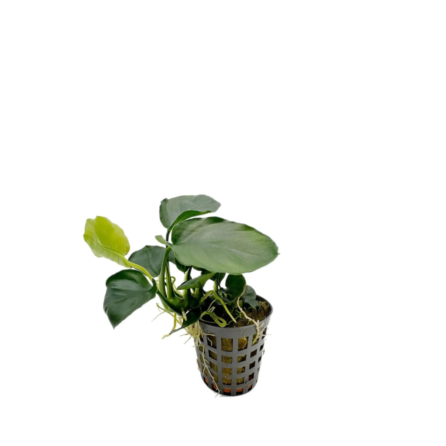 Anubias nana Coin Aquafleur