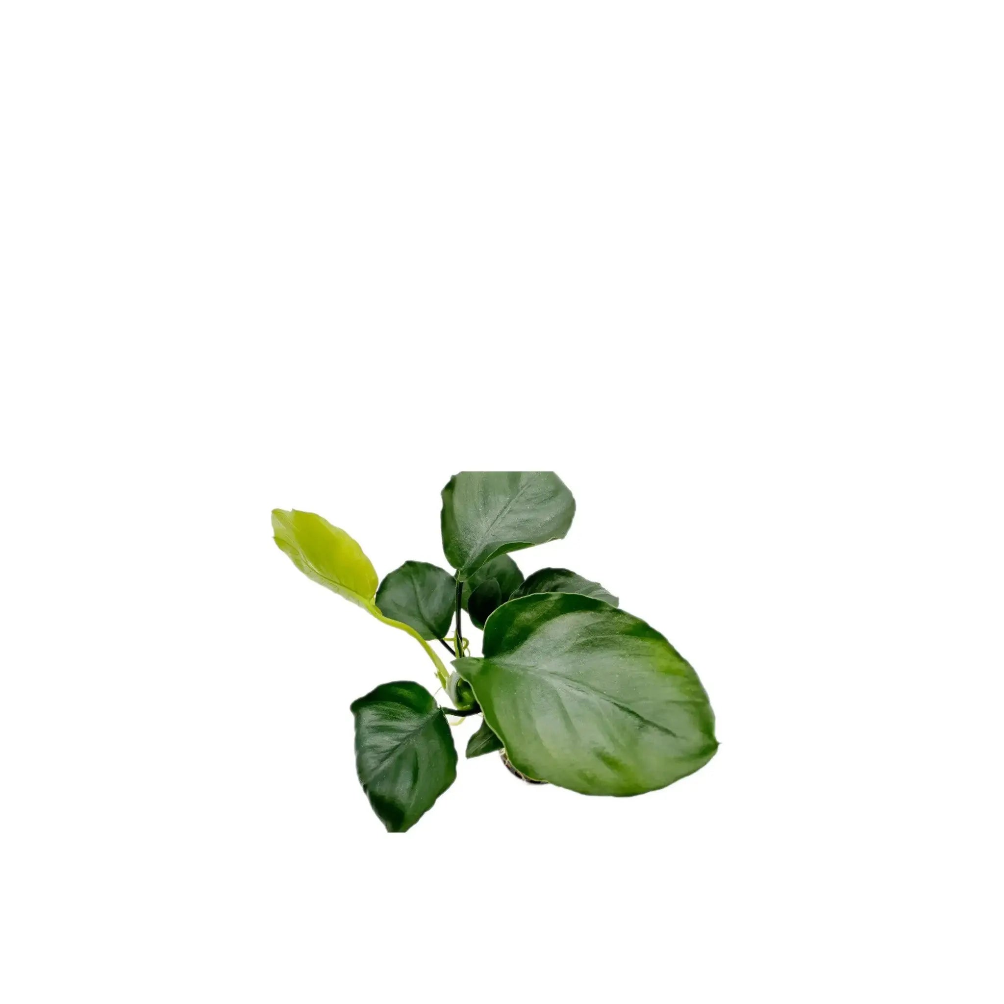 Anubias nana Coin Aquafleur