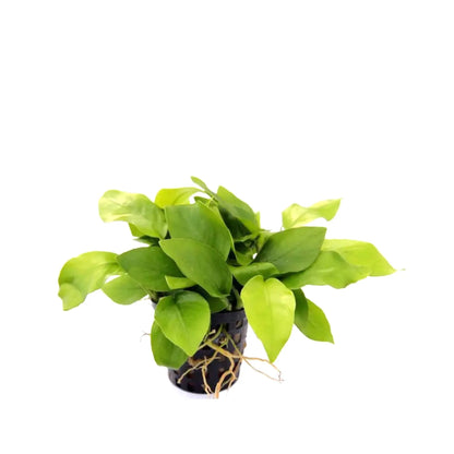 Anubias nana gold Dennerle