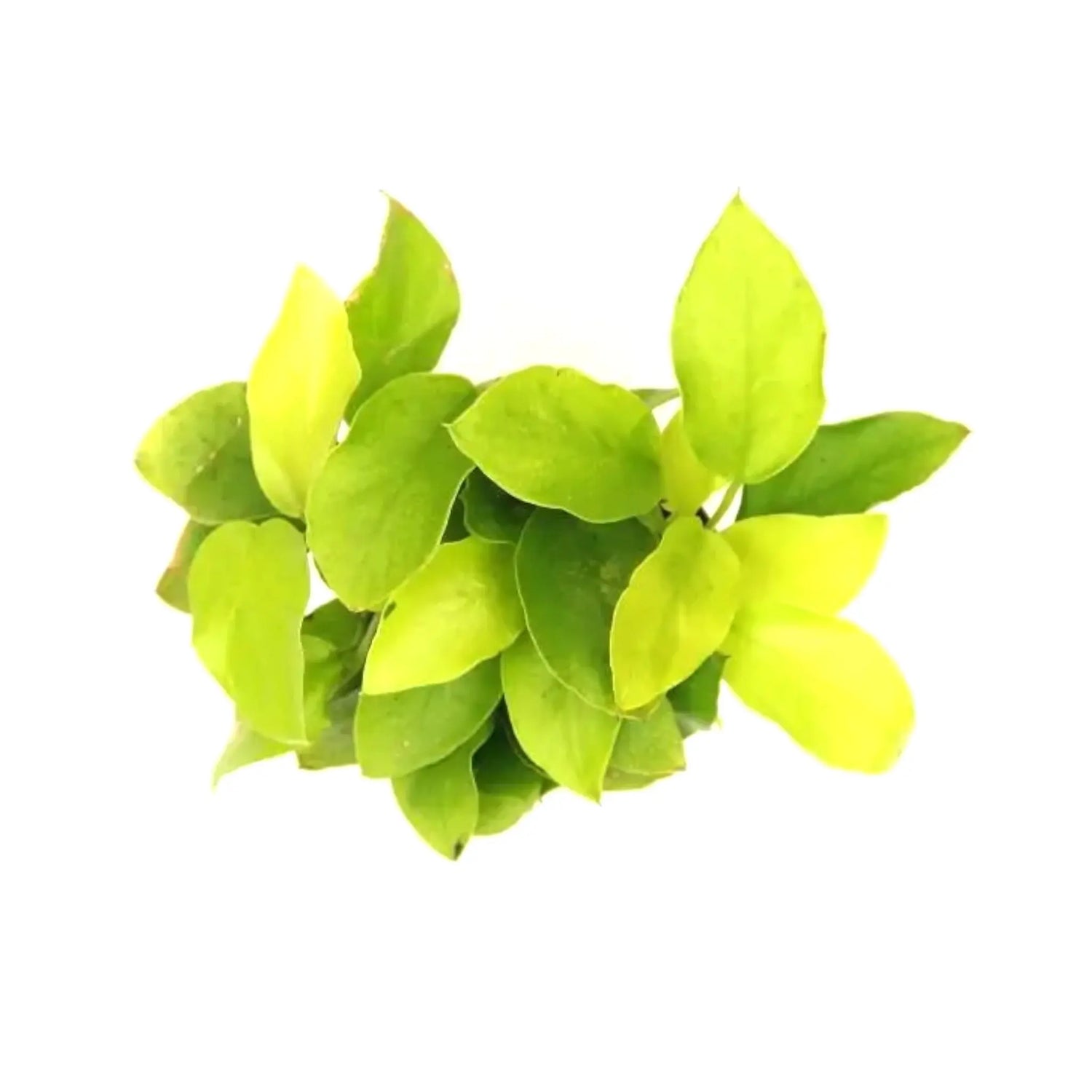 Anubias nana gold Dennerle