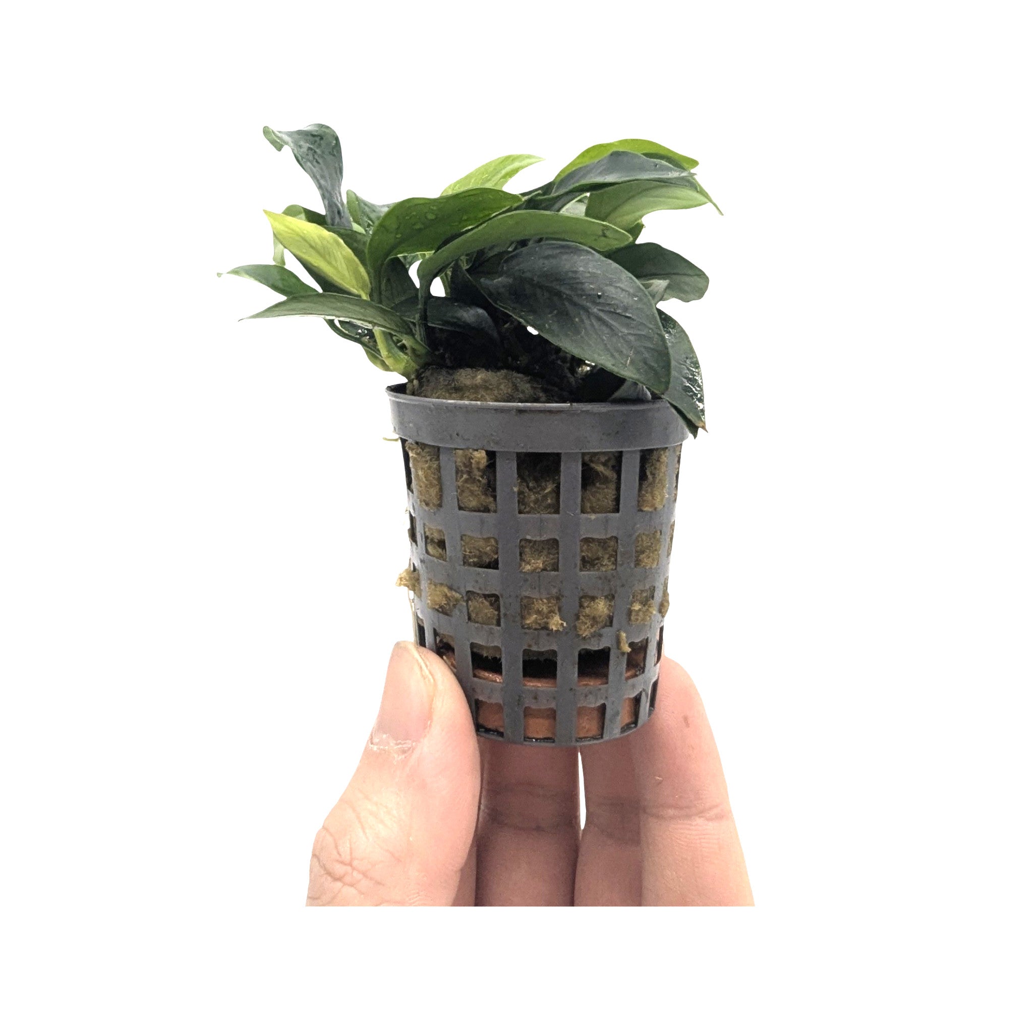 Anubias nana mini