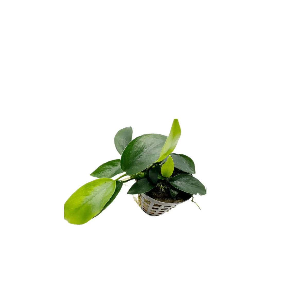 Anubias nana mini Aquafleur