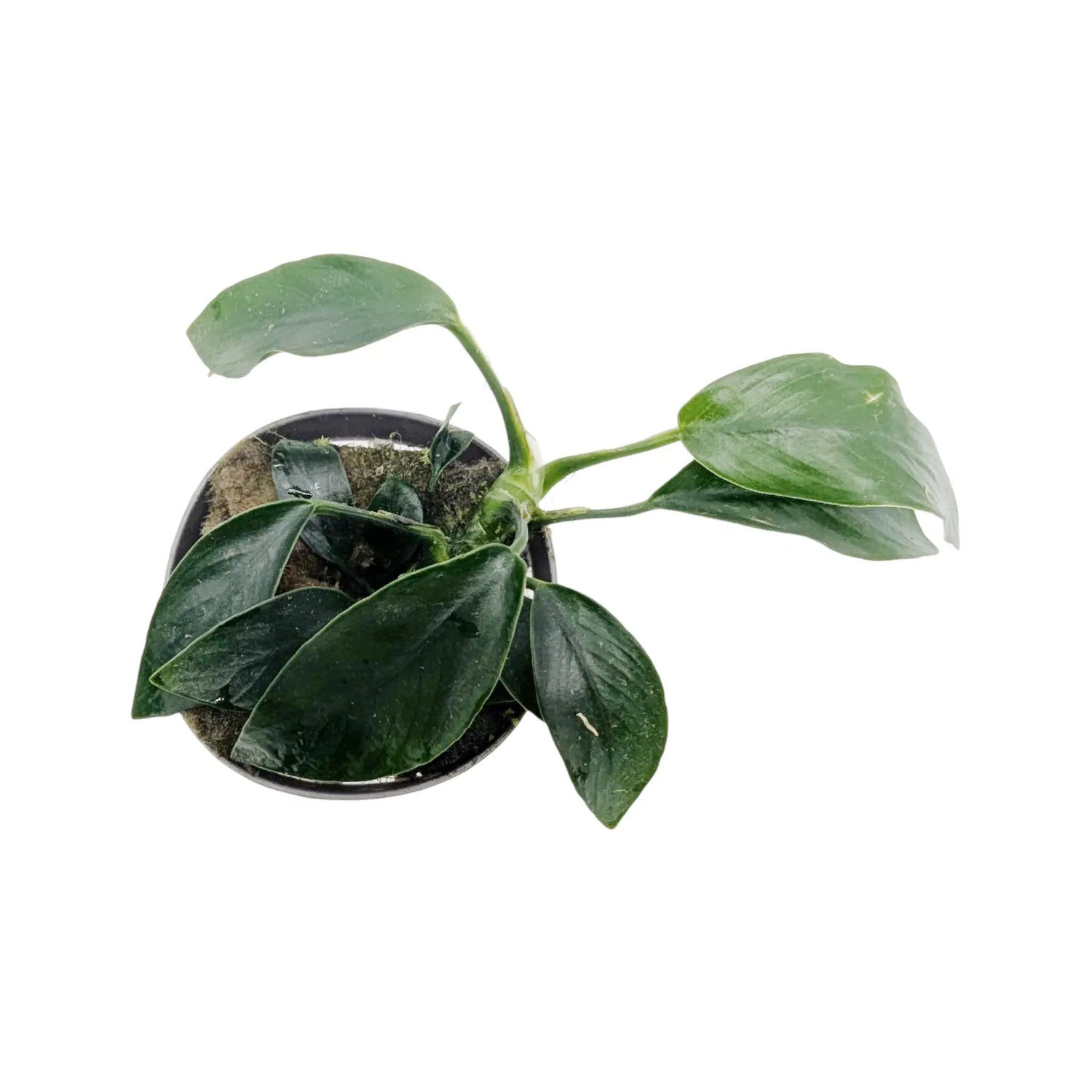 Anubias nana mini Aquafleur