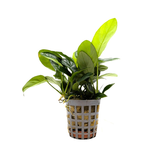 Anubias nana