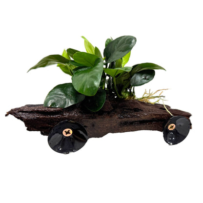 Anubias on Driftwood - Floating
