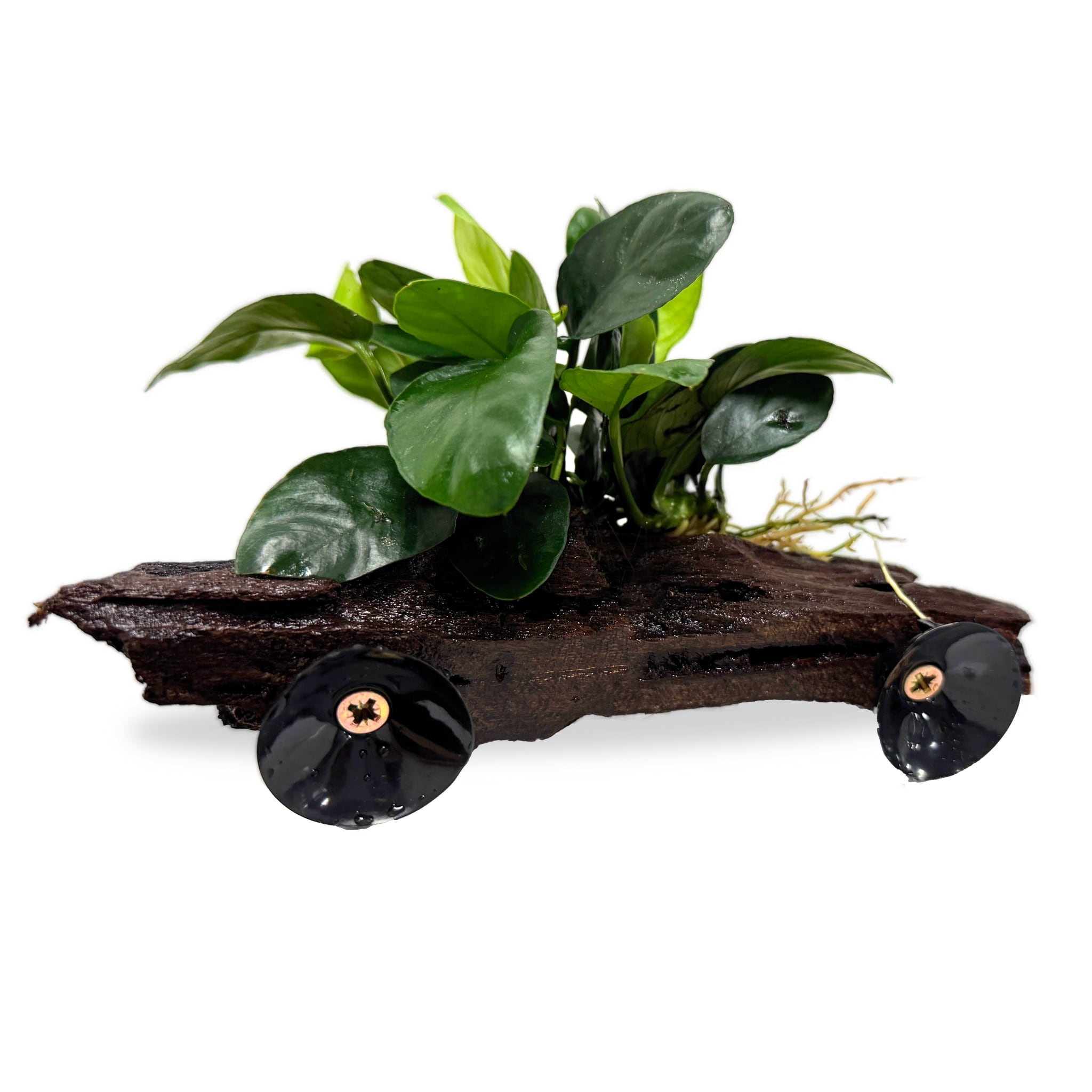 Anubias on Driftwood - Floating