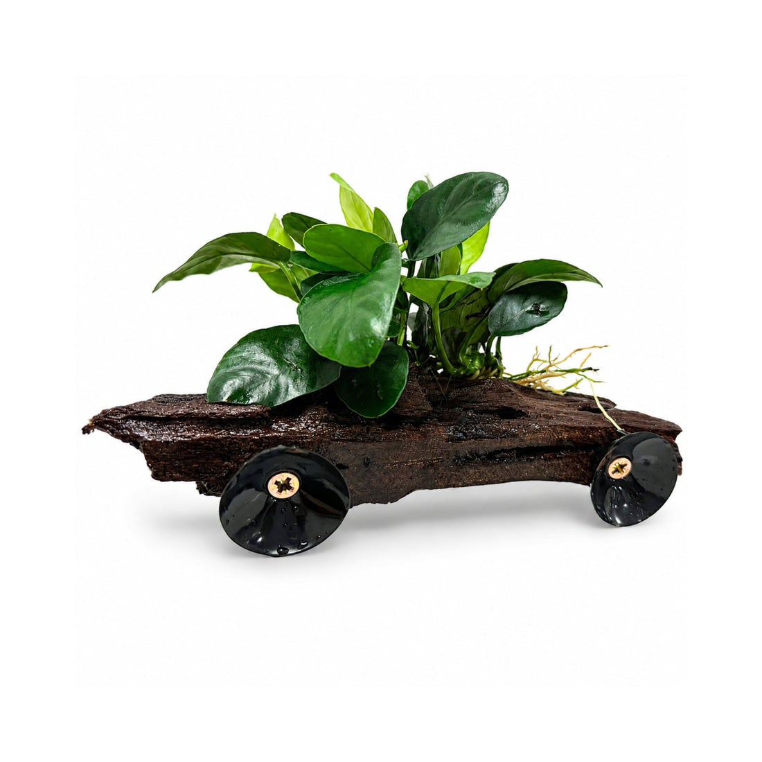 Anubias on Driftwood - Floating