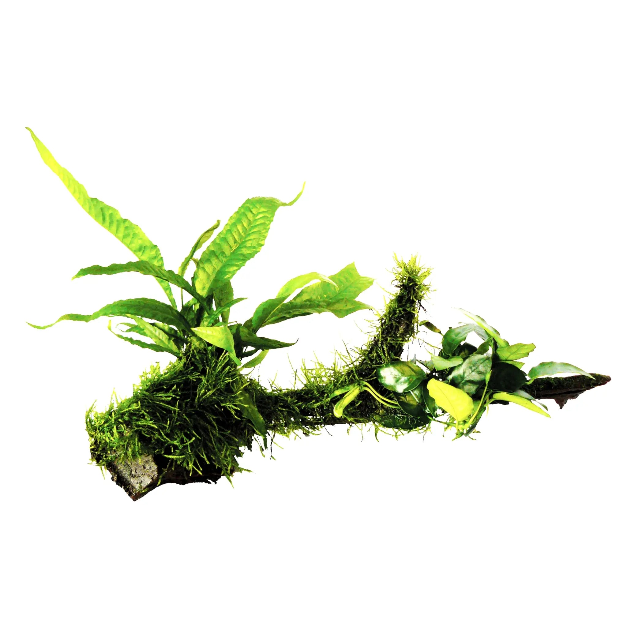 Anubias, Microsorum and Moss on Wood - Large Aquafleur