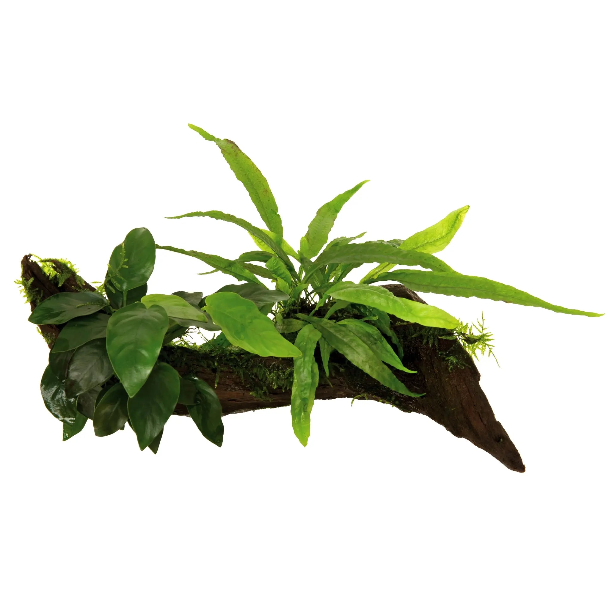 Anubias, Microsorum and Moss on Wood - Medium Aquafleur