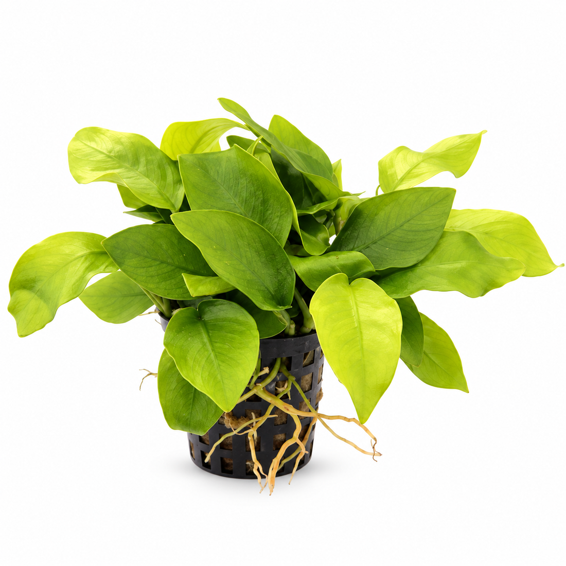 Anubias nana Gold - available 30th October