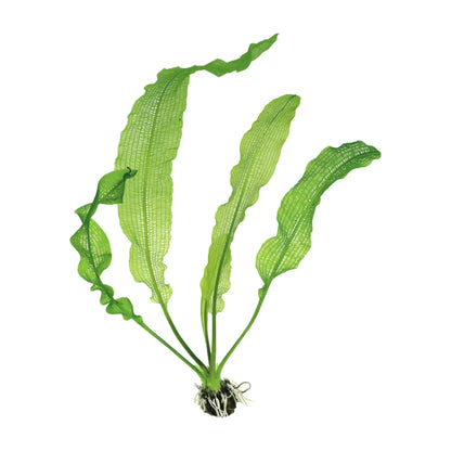 Aponogeton henkelianus (WITH LEAVES) - Aqua Essentials