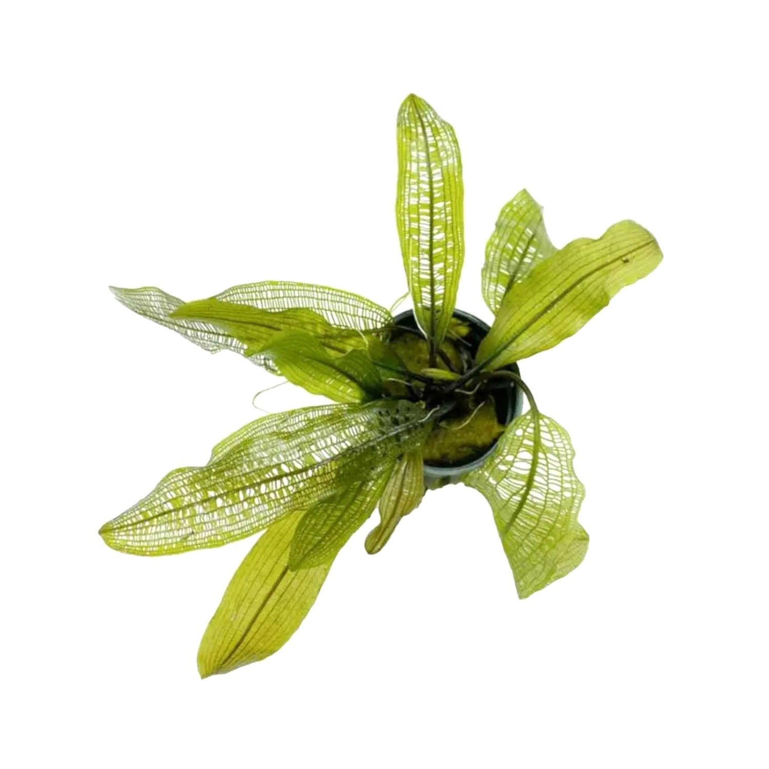 Aponogeton madagascariensis (WITH LEAVES)