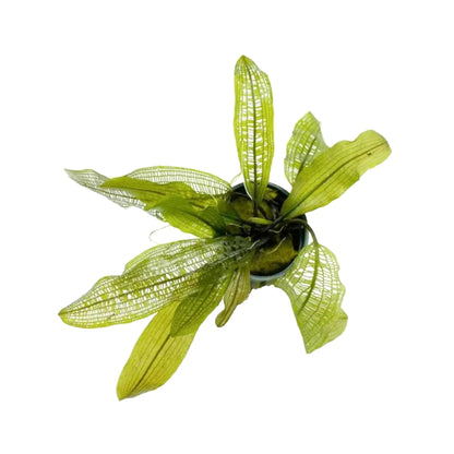 Aponogeton madagascariensis (WITH LEAVES)